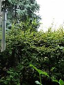 Třibřichy